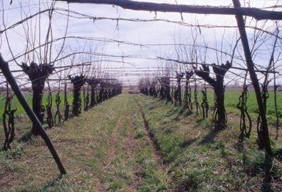 Boretto (RE) : viticoltura