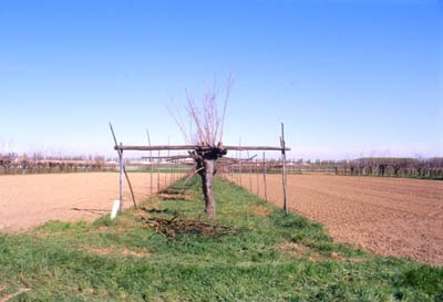 Gualtieri (RE) : viticoltura