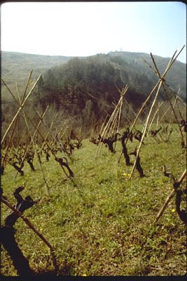 Predappio Alta (FO) : viticoltura