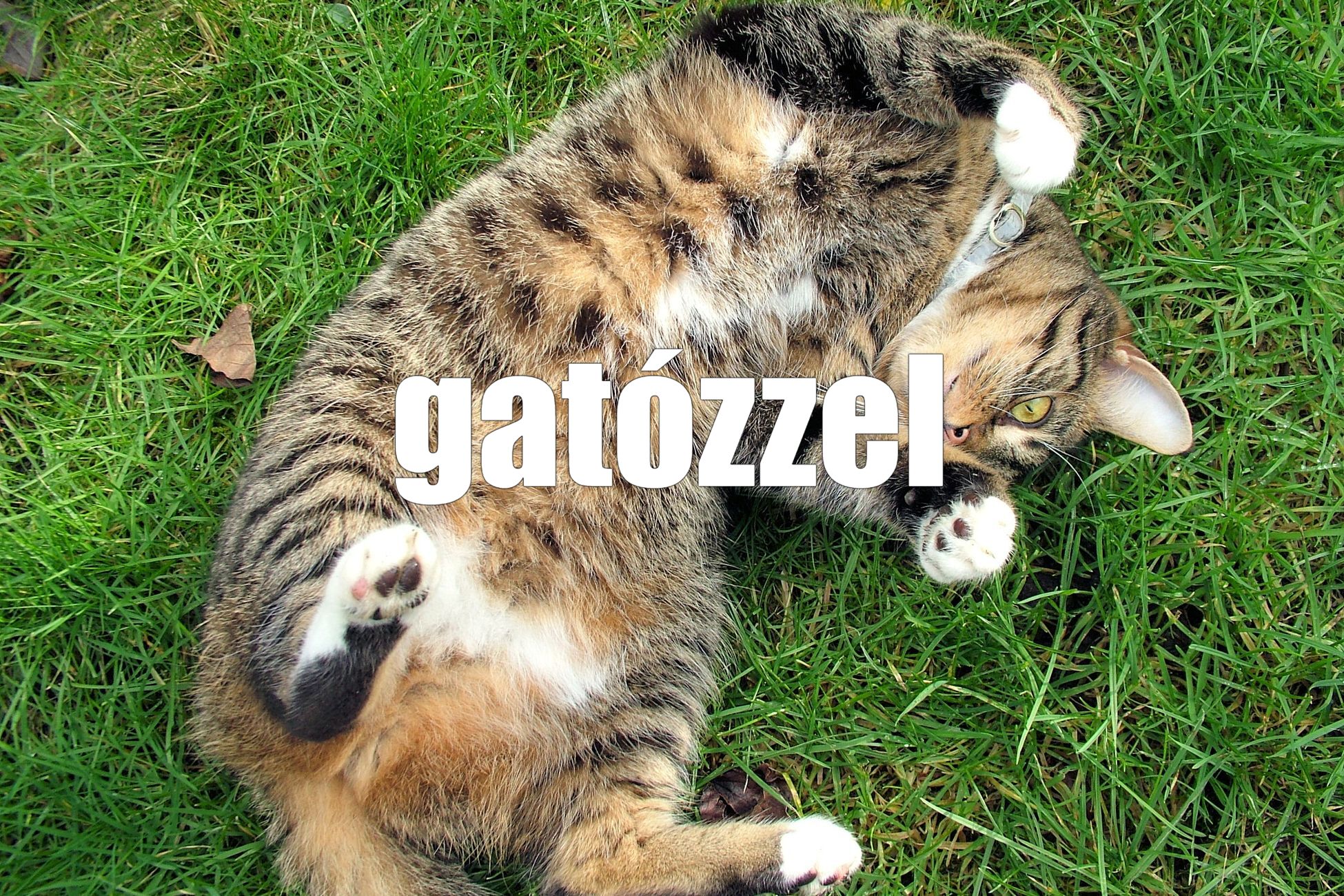 Gatózzel - foto Nuala (CC BY-NC-SA 2.0)