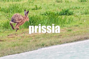 Prissia - foto Kumweni (CC BY 2.0)