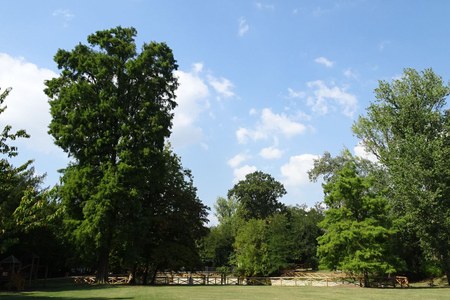 Festa dell’albero 2024: il cipresso calvo di Villa Smeraldi, dalle paludi americane ai raffinati giardini europei ottocenteschi