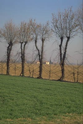 Filare di piantata nella Bassa Bolognese