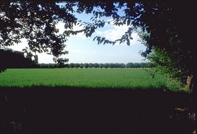 Filare di gelso nel territorio piacentino