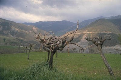 Resti di piantata sulla montagna forlivese 