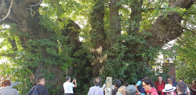 International Conference on Monumental Trees