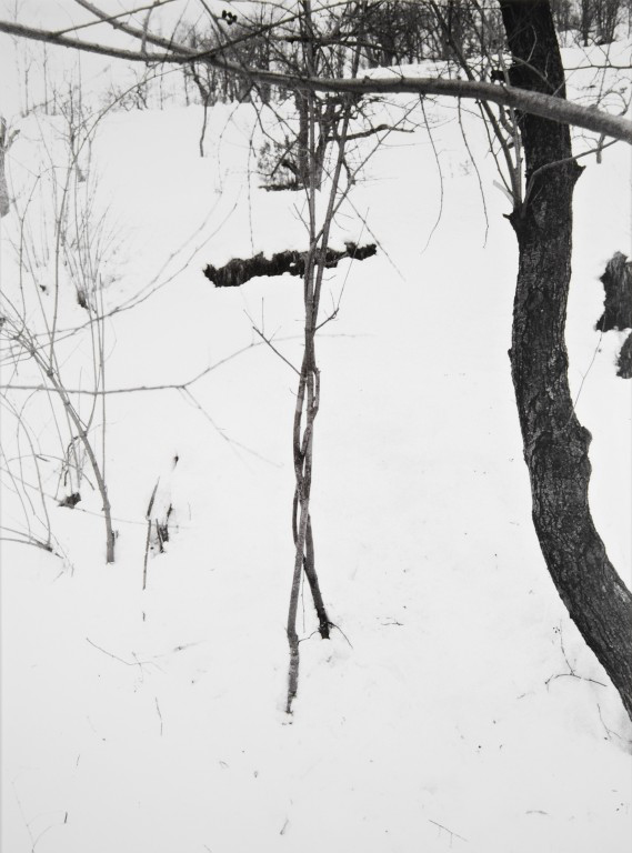 Giuseppe Penone, Alpi Marittime. Ho intrecciato tre alberi 1968 Bologna, MAMbo, foto Regione Emilia-Romagna