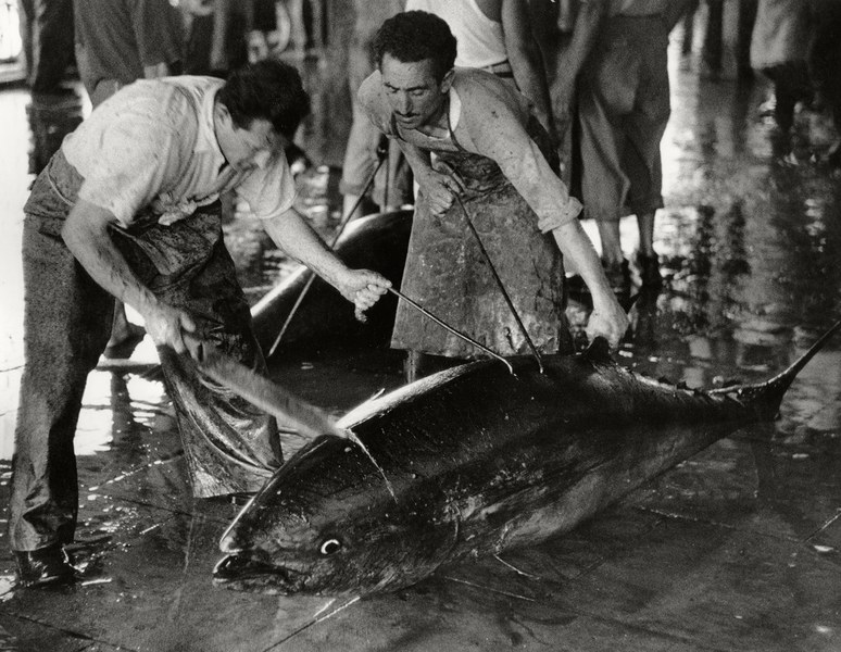 HERBERT LIST, Si taglia la grande testa del tonno, Favignana, Italia / The big head of the tuna is being cut off, Favignana, Italy 1951 Collezione MAST. Courtesy of The Herbert List Estate / Magnum Photos