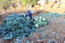 VIVIEN SANSOUR, Raccolto dei cavolfiori / Cauliflower harvesting season, Hebron 2020 © Vivien Sansour. Palestine Heirloom Seed Library