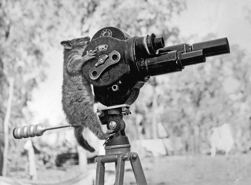 Untitled (to recognise: “Possum with camera”) Harold George Dick, Untitled, Australia: Northern Territory, 13 August 1943. Source: Australian War Memorial. From “Shifters” by Marta Bogdańska