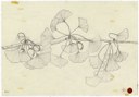 C. Leonardi, F. Stagi, disegni da "L’Architettura degli Alberi". China su pellicola trasparente