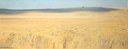 Ombra sul campo di grano n. 2, 1974-75 Olio su tela, cm 68 x 171 Collezione privata