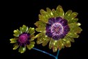 Craig P. Burrows, Capolino di Coreopsis tinctoria Nutt., fotografia a fluorescenza visibile indotta da luce ultravioletta (UVIVF), 2016. Per gentile concessione dell’autore