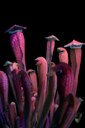 Craig P. Burrows, Trappole di Sarracenia sp., fotografia a fluorescenza visibile indotta da luce ultravioletta (UVIVF), 2023. Per gentile concessione dell’autore