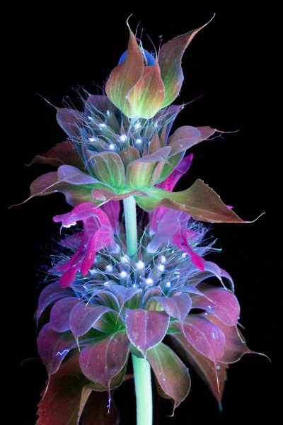 Craig P. Burrows, Infiorescenza di Monarda sp., fotografia a fluorescenza visibile indotta da luce ultravioletta (UVIVF), 2016. Per gentile concessione dell’autore