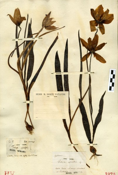 Digitalizzazione da campione d’erbario di Tulipa sylvestris L., Museo Botanico, Università degli Studi di Padova