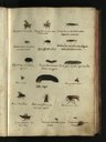 Ulisse Aldrovandi Ms. Aldrovandi, Tavole di animali, vol. 7 Secolo XVI-XVII Manoscritto cartaceo, cm 33,3 x 23 x 4,9 BUB, Biblioteca Universitaria di Bologna.