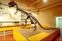 Allosaurus fragilis, allestimento 1991-2012, montato con l'errata posa “da canguro”,