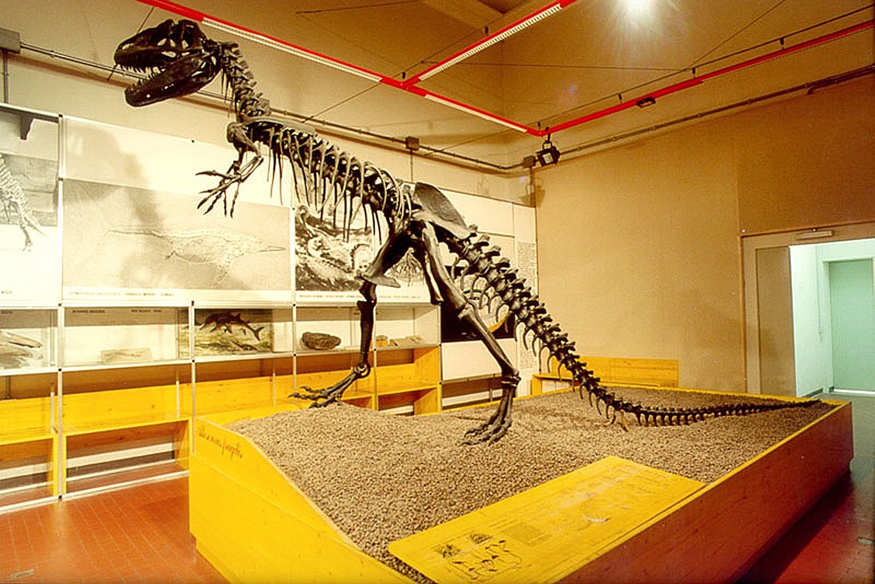 Allosaurus fragilis, allestimento 1991-2012, montato con l'errata posa “da canguro”,