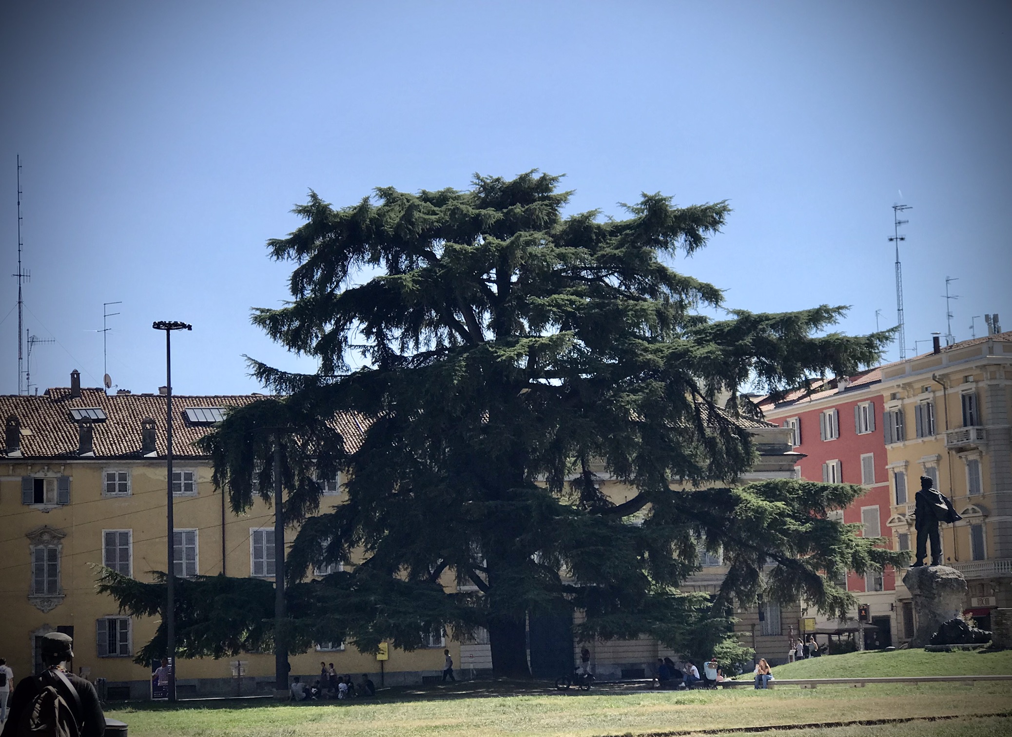 Cedro del Libano di piazza della pace a Parma