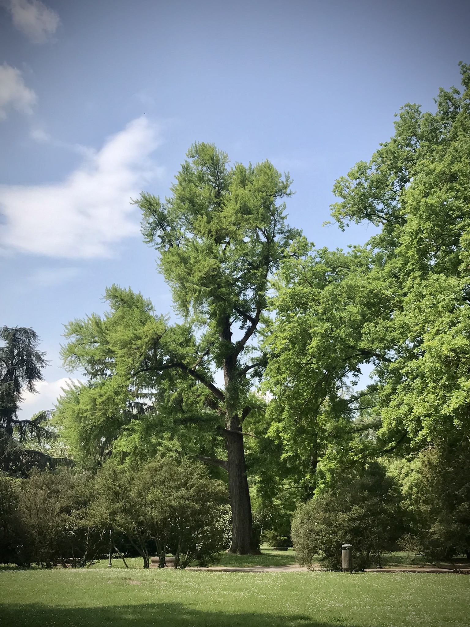 Ginkgo Parco Massari Ferrara