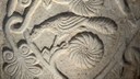Frammento di pluteo con motivi vegetali, pavone e fiori, VIII-IX secolo, pietra, Rimini, Museo della Città, inv. 70 PS, particolare