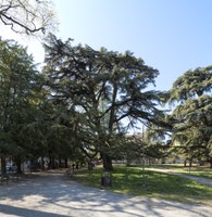 Cedrus libani,  Piacenza, Giardini Margherita