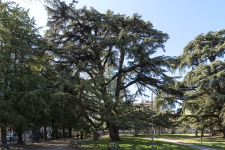 Cedrus libani,  Piacenza, Giardini Margherita