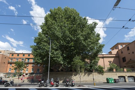 Platanus orientalis, Bologna, Piazza Malpighi