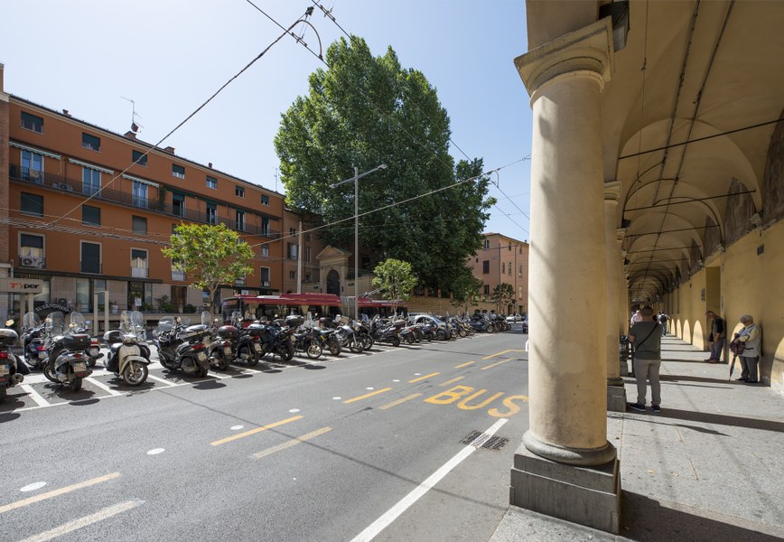 Platanus orientalis, Bologna, Piazza Malpighi. Foto di Andrea Scardova