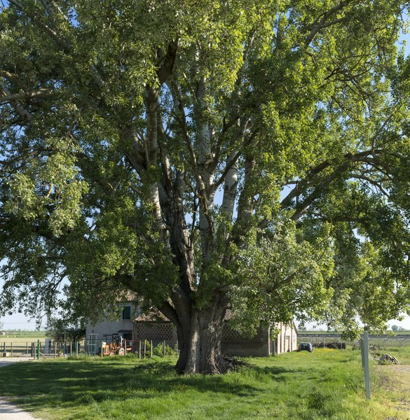 Populus canescens, Berra (FE). Foto di Andrea Scardova
