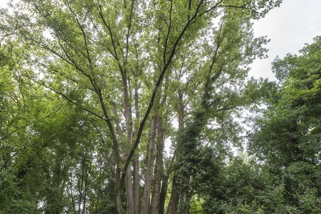 Populus nigra, Bagnacavallo (RA), Podere Pantaleone