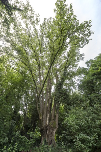 Populus nigra, Bagnacavallo (RA), Podere Pantaleone. Foto Andrea Scardova