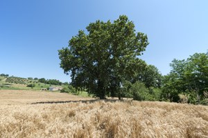 Quercus pubescens, Sogliano al Rubicone (FC), Montecchio San Paolo