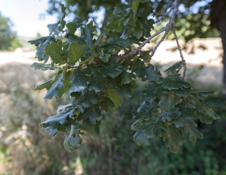 Quercus pubescens, Sogliano al Rubicone (FC), Montecchio San Paolo. Foto di Andrea Scardova