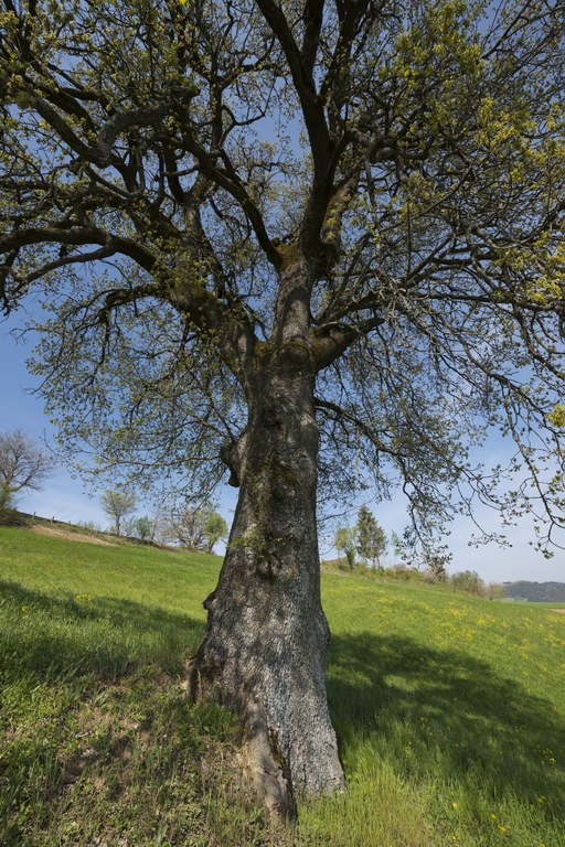 Quercus pubescens, Tredozio (FC), Vezzano. Foto di Andrea Scardova
