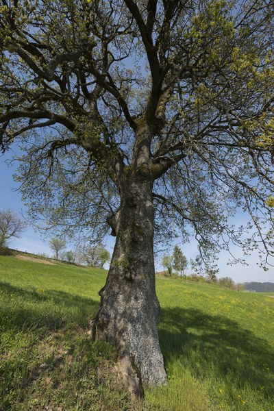 Quercus pubescens, Tredozio (FC), Vezzano. Foto di Andrea Scardova