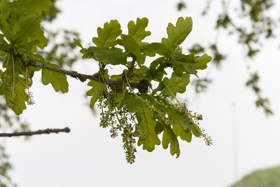 Quercus robur, Poggio Renatico (FE), Molinazzo. Foto di Andrea Scardova