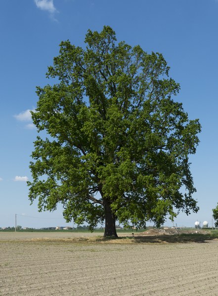 Quercus robur, Poggio Renatico (FE), Molinazzo. Foto di Andrea Scardova
