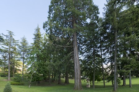 Sequoia sempervirens, Pavullo nel Frignano (MO), Casa Galassi