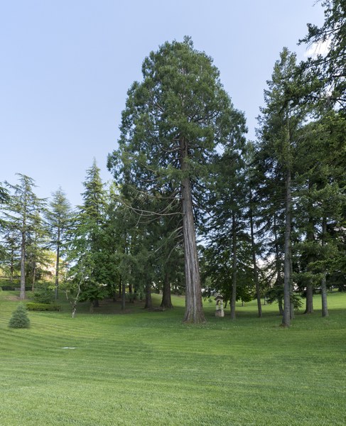 Sequoia sempervirens, Pavullo nel Frignano (MO), Casa Galassi. Foto di Andrea Scardova