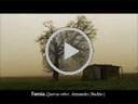 Video Giganti protetti: gli alberi monumentali in Emilia-Romagna