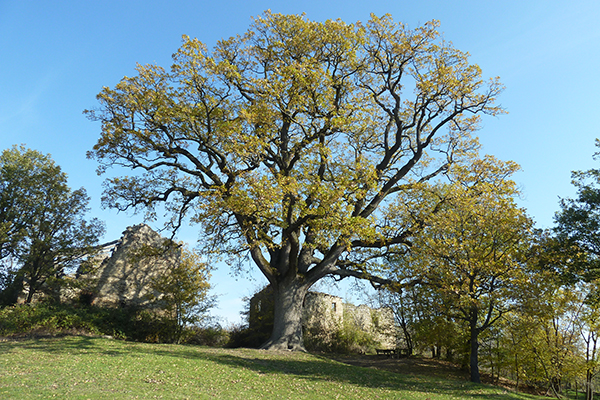 Roverella di Rondinara - Scandiano web.jpg