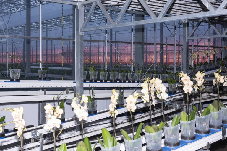 WEBArmin Linke, Ter Laak Orchids, linea di produzione delle orchidee, Wateringen, Paesi Bassi, 2021.jpg