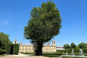 Online l'elenco ufficiale degli alberi monumentali dell’Emilia-Romagna