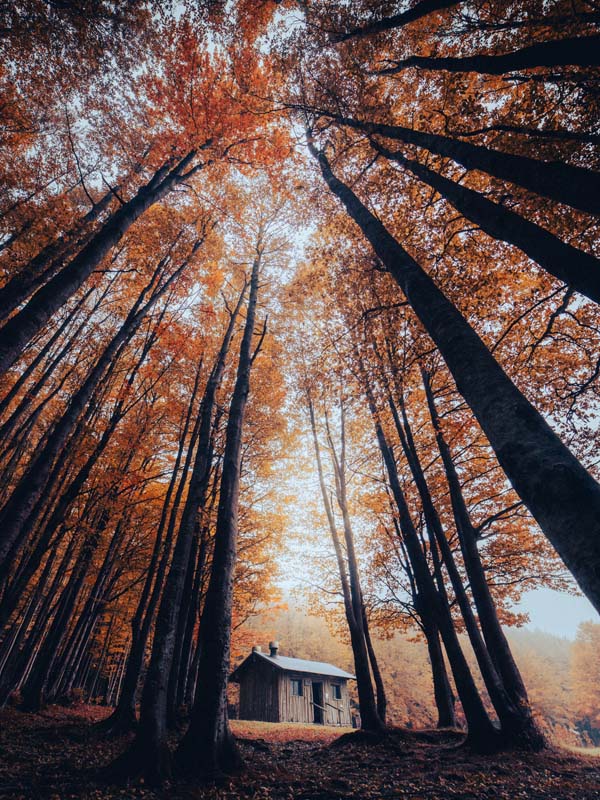 (Marino Alessandrini, Il rifugio dei giganti del bosco)