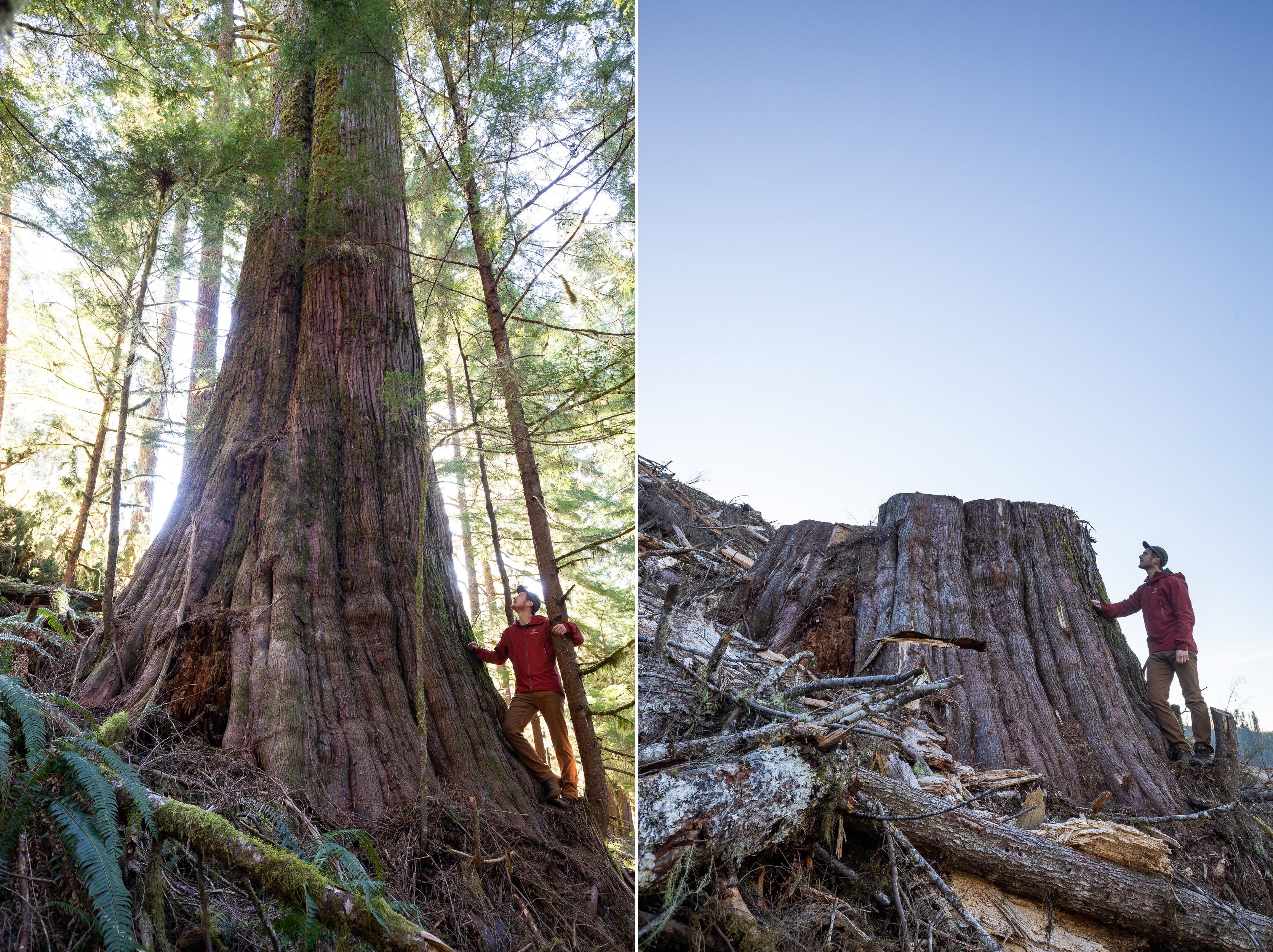 "Old Growth" di TJ Watt