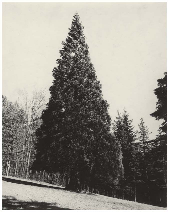 Sequoia, parco Ducale di Pavullo. Foto di Cesare Leonardi
