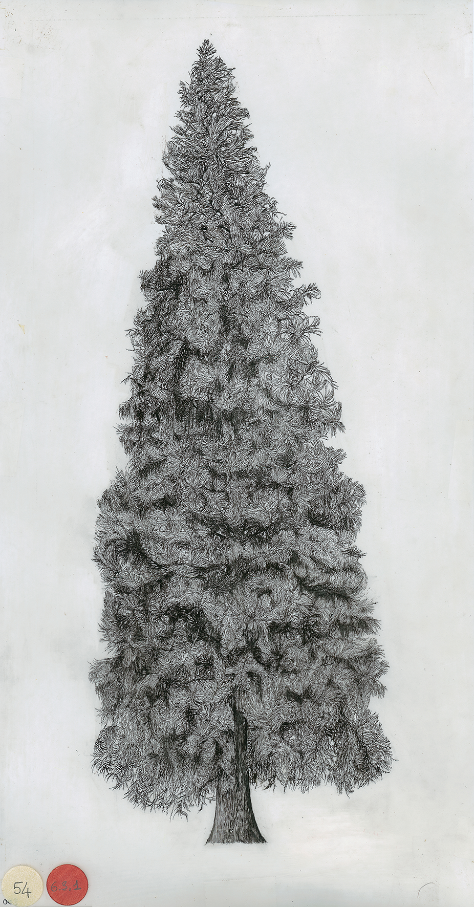 Sequoia gigante. Disegno tratto dal volume "L'architettura degli alberi"
