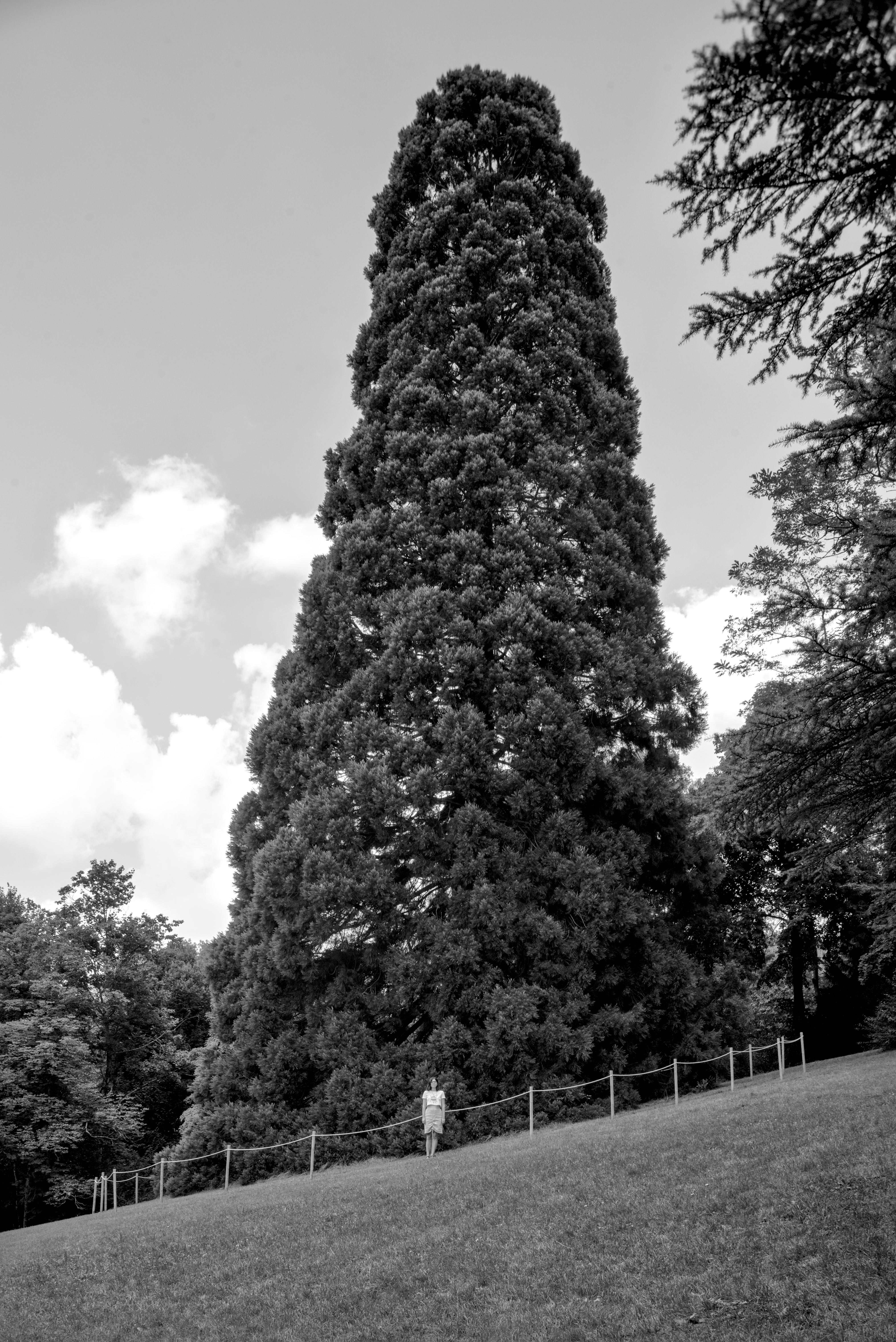 Sequoia, parco Ducale di Pavullo. Dal progetto "They might be giants" di Francesco Fantoni